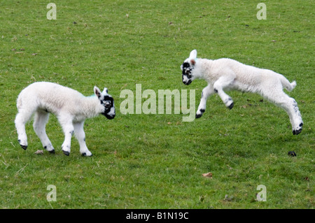 Agneaux gambader au printemps. Banque D'Images