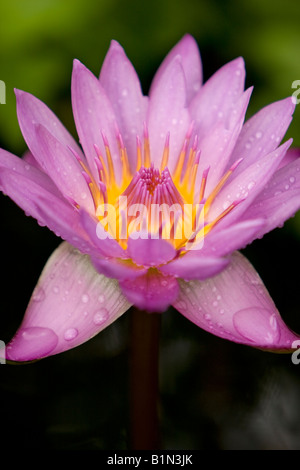 Plan Macro sur purple water lily Banque D'Images