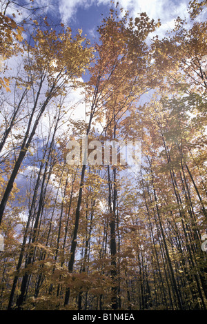 Vue vers le haut de grands arbres sans feuilles minces dans l'hiver froid ciel les forêt laurentienne Banque D'Images