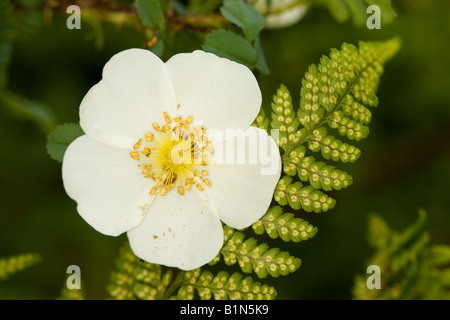 Burnett Rose (Rosa pimpinellifolia) et le dessous des jeunes Fougère mâle (Dryopteris filix-mas) Banque D'Images