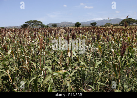 Le sorgho (Sorghum bicolor, Sorghum vulgare), champ Banque D'Images