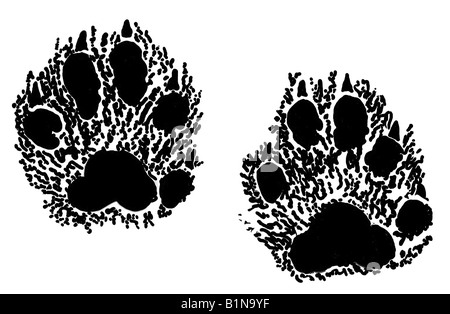 European Martre des pins (Martes martes), des empreintes, dessin Banque D'Images