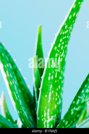 Close-up d'une usine de vera d'Aloès Banque D'Images