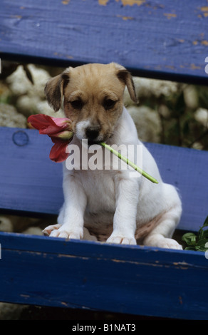 Parson Russell Terrier (Canis lupus familiaris), chiot avec une fleur dans son museau assis sur un banc bleu Banque D'Images