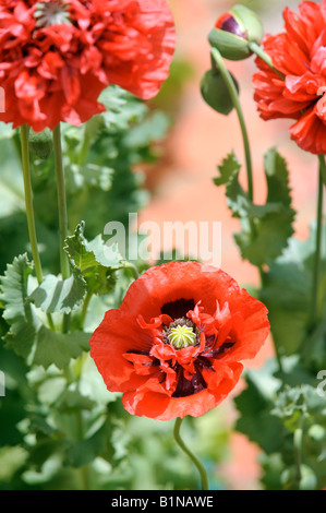 Pavot Rouge fleurit dans un cottage anglais JARDIN UK Banque D'Images