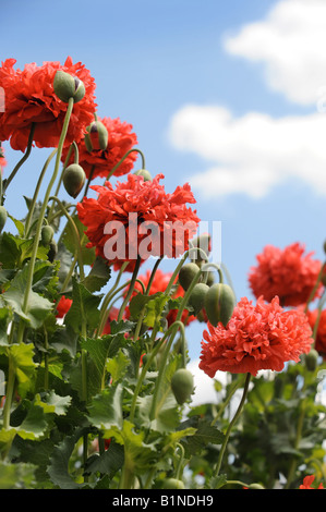 Pavot Rouge fleurit dans un cottage anglais JARDIN UK Banque D'Images