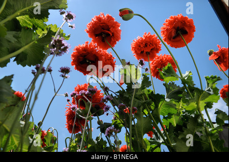 Pavot Rouge fleurit dans un cottage anglais JARDIN UK Banque D'Images