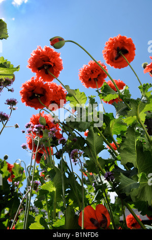 Pavot Rouge fleurit dans un cottage anglais JARDIN UK Banque D'Images