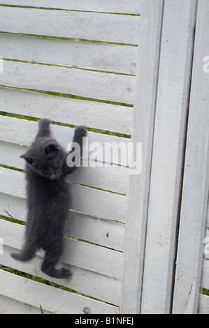 Chat bleu russe - chaton sur le mur en bois Banque D'Images