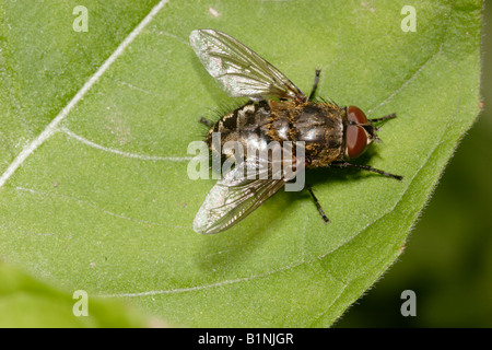 Mouche Pollenia rudis Calliphoridae Cluster UK Banque D'Images