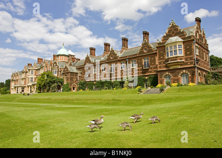 Le pâturage des oies sur la pelouse Sandringham house Queens résidence de campagne, près de Kings Lynn Norfolk UK Banque D'Images