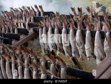 Haddock fumé sur des béquilles à l'Edinburgh Royal Highland Show - célèbre récompenses Arbroath Smokies de Fife, Scotland UK Banque D'Images