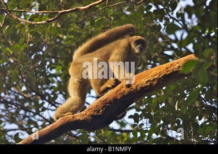 Un singe muriqui du sud, le plus grand primate des Amériques, en voie de disparition, se promenant dans la canopée de la forêt atlantique menacée, au Brésil. Banque D'Images