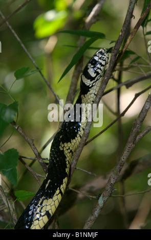 Serpent-tigre rat Banque D'Images