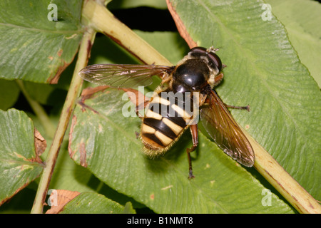 Hoverfly Sericomyia silentis Syrphidae UK Banque D'Images
