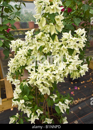 Bougainvillea mature 'Se Singapour White' dans 'espace de vente des pépinières de Westdale en Juin Banque D'Images