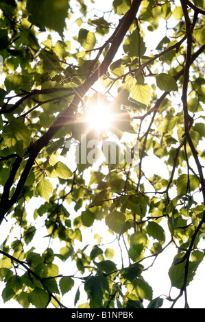 Les feuilles des arbres de bouleau argenté Banque D'Images