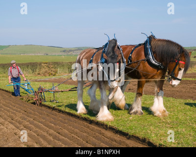 VINTAGE DE LABOUR avec une paire de chevaux Shire tirant une charrue à main dans un champ du côté de pays. Anglesey au nord du Pays de Galles Royaume-uni Grande-Bretagne Banque D'Images