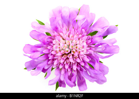 Scabious Knautia arvensis - champ, un beau grand jardin éternel flower, close-up macro isolé sur fond blanc Banque D'Images