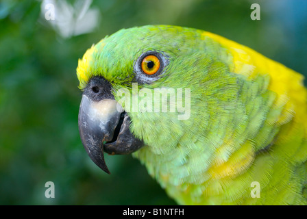 Portrait parrot à nuque jaune Banque D'Images