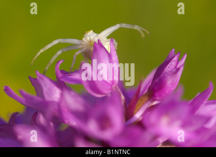 Araignée crabe sur orchid Banque D'Images