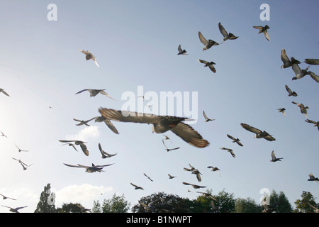 Troupeau de pigeons voler dans l'air loin de viewer Banque D'Images