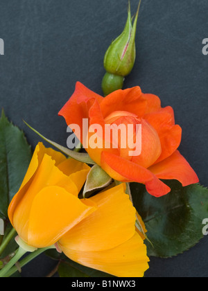 Rose coquelicots de Californie Banque D'Images