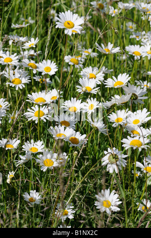 Ox-eye daisies croissant dans une prairie. Banque D'Images