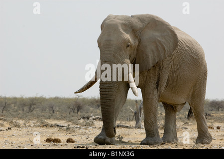 L'éléphant d'énorme Banque D'Images