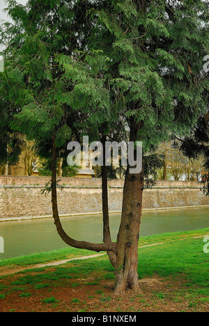 Un arbre de la forme insolite Banque D'Images