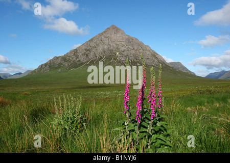 Matin d'été à Buachaille Etive Mor avec digitales au premier plan Banque D'Images