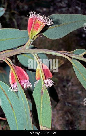 Mallee à quatre ailes/Square-fruits d'Eucalyptus Mallee- tetraptera-famille des Myrtaceae Banque D'Images