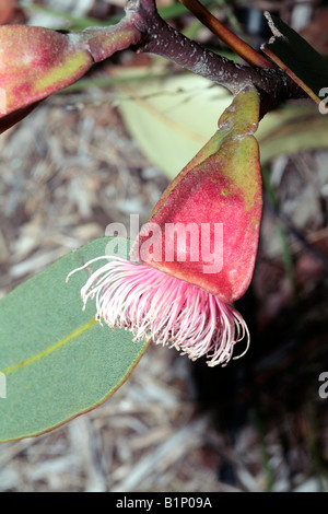 Mallee à quatre ailes/Square-fruits d'Eucalyptus Mallee- tetraptera-famille des Myrtaceae Banque D'Images