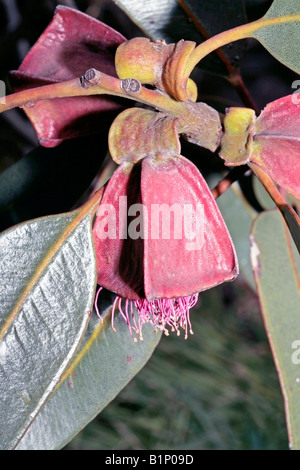 Mallee à quatre ailes/Square-fruits d'Eucalyptus Mallee- tetraptera-famille des Myrtaceae Banque D'Images