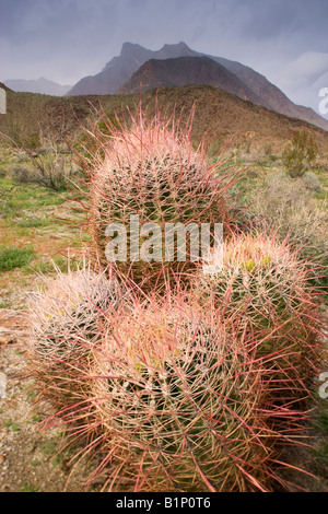 Le sud-ouest de l'Anza Borrego Desert Cactus Baril State Park en Californie Banque D'Images