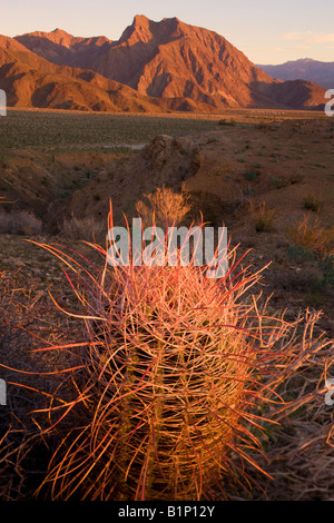 Le sud-ouest de l'Anza Borrego Desert Cactus Baril State Park en Californie Banque D'Images