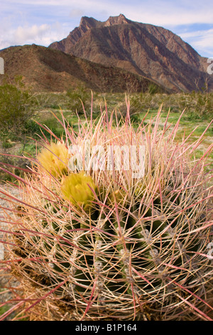 Le sud-ouest de l'Anza Borrego Desert Cactus Baril State Park en Californie Banque D'Images