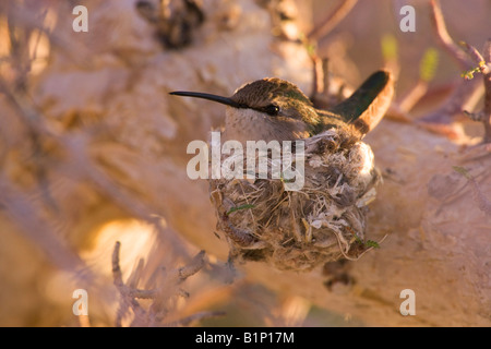 Hummingbird Calypte costae Costa s sur un nid de Anza Borrego Desert State Park en Californie Banque D'Images