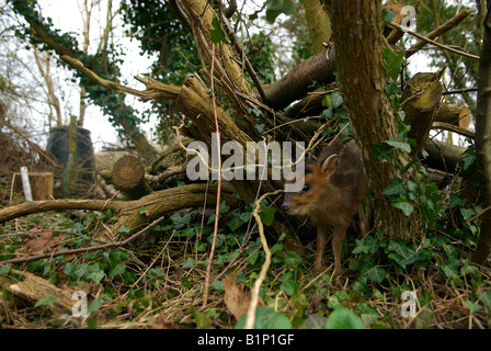 Muntjac bébé se cachant dans des tas de bois de jardin Banque D'Images