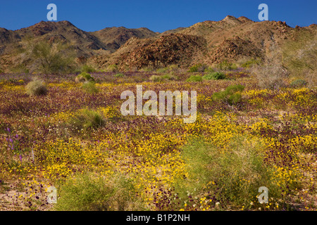 Fleurs sauvages dans le parc national Joshua Tree en Californie Banque D'Images