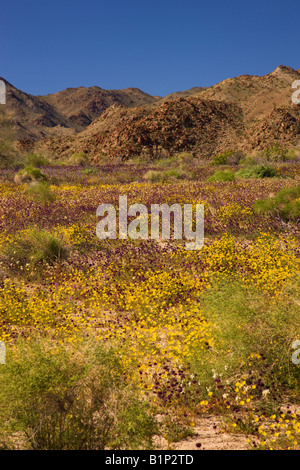 Fleurs sauvages dans le parc national Joshua Tree en Californie Banque D'Images