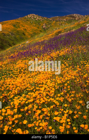 Fleurs sauvages, dans l'holocauste collines de San Diego County de la Sorcière 2007 Creek Fire près du lac Hodges, en Californie. Banque D'Images