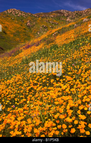 Fleurs sauvages, dans l'holocauste collines de San Diego County de la Sorcière 2007 Creek Fire près du lac Hodges, en Californie. Banque D'Images