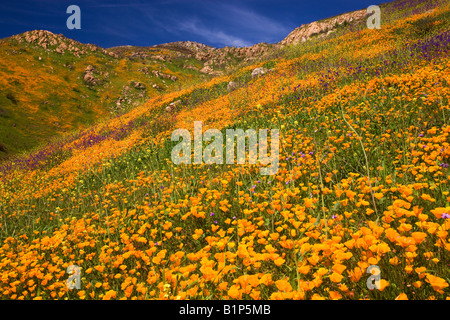 Fleurs sauvages, dans l'holocauste collines de San Diego County de la Sorcière 2007 Creek Fire près du lac Hodges, en Californie. Banque D'Images