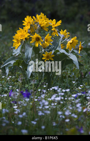 Le tournesol sauvage (Helianthus annuus) dans un champ avec un avant-plan d'un mélange de fleurs sauvages, avec une abeille sur le point d'atterrir sur les fleurs Banque D'Images