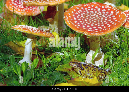 Rana temporaria et Rana esculenta Amanite muscaris FRANCE Septembre grenouille herbe et les jeunes grenouilles comestibles sur les CHAMPIGNONS AGARIC FLY Banque D'Images