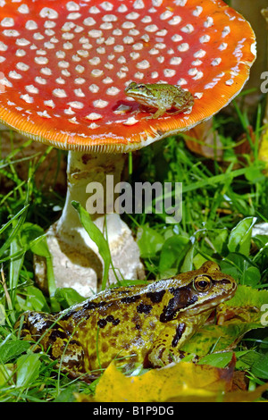 Rana temporaria et Rana esculenta Amanite muscaris FRANCE Septembre grenouille herbe et les jeunes grenouilles comestibles sur les CHAMPIGNONS AGARIC FLY Banque D'Images