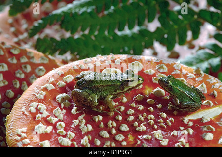 Rana esculenta grenouilles comestibles FRANCE Septembre sur CHAMPIGNONS AGARIC FLY Banque D'Images