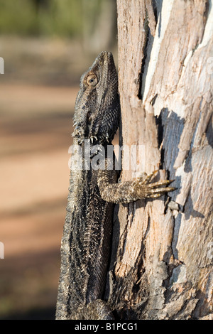 Eastern dragon barbu, Pogona barbata, est un lézard australien vu ici camouflé dans un arbre Banque D'Images