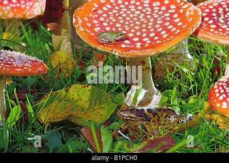 Rana temporaria et Rana esculenta Amanite muscaris FRANCE Septembre grenouille herbe et les jeunes grenouilles comestibles sur les CHAMPIGNONS AGARIC FLY Banque D'Images